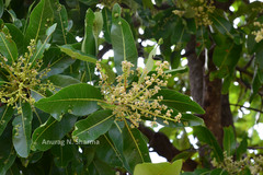 Buchanania axillaris